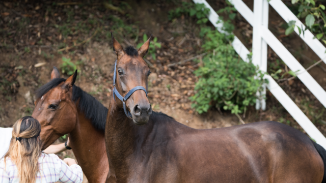 Caballo