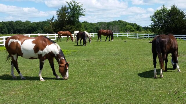 Horses are eating green grass.