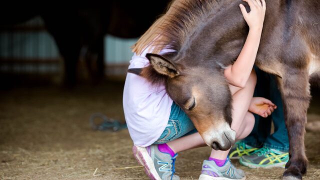 A young girl hug a horse